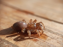 Atypus affinis