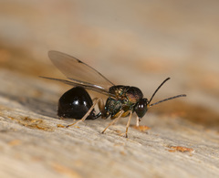 Austeucharis