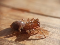 Atypus affinis