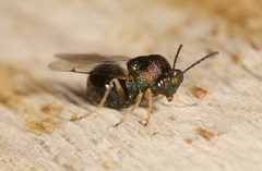 Austeucharis