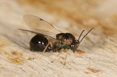 Austeucharis