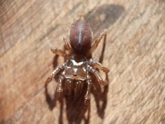 Atypus affinis