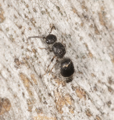 Ephutomorpha cordatiformis