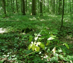 Scopolia carniolica
