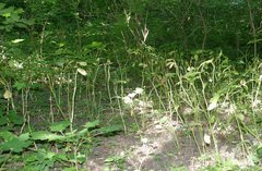 Scopolia carniolica