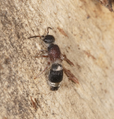 Ephutomorpha cordatiformis