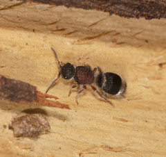 Ephutomorpha cordatiformis