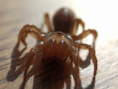 Atypus affinis