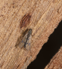 Polypedilum tonnoiri