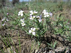 Dontostemon perennis