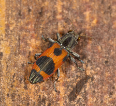 Nascioides parryi