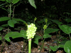 Arum besserianum