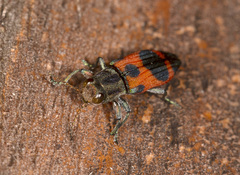 Nascioides parryi
