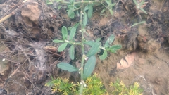 Polygonum plebeium