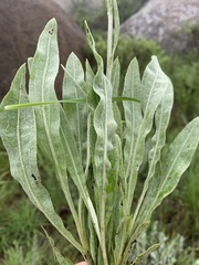 Helichrysum acutatum