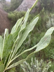 Helichrysum acutatum