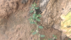 Polygonum plebeium
