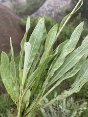 Helichrysum acutatum