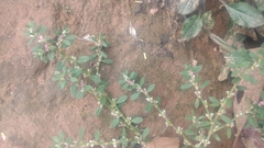 Polygonum plebeium