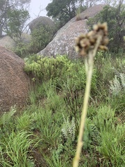 Helichrysum acutatum