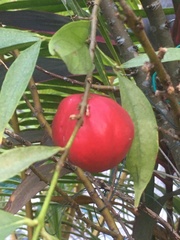 Phaleria macrocarpa