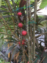 Phaleria macrocarpa