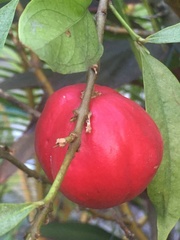 Phaleria macrocarpa