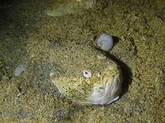 Uranoscopus sulphureus