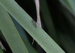 Idolothrips spectrum