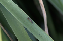 Idolothrips spectrum