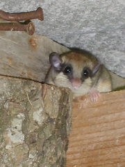 Dryomys nitedula