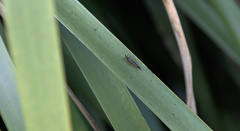 Idolothrips spectrum