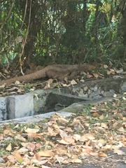 Varanus