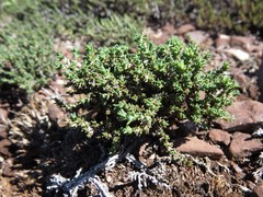 Nanophyton grubovii