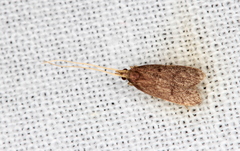 Lecithocera imprudens