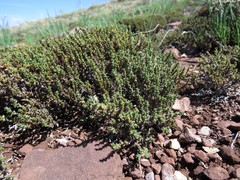 Nanophyton grubovii
