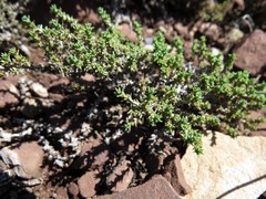 Nanophyton grubovii