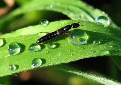 Xantholinus linearis