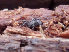 Anelasmocephalus cambridgei