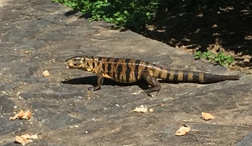 Cryptic golden tegu, Tupinambis cryptus