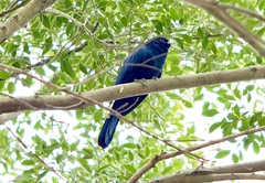 Eudynamys scolopaceus