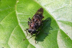 Clitellaria ignifera