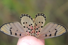 Acraea nohara