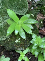 Crassula setulosa jenkinsii