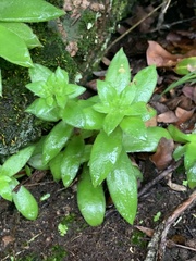 Crassula setulosa jenkinsii