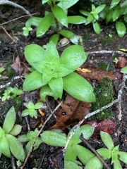 Crassula setulosa jenkinsii