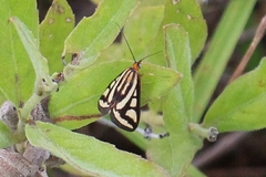 Loxostege venustalis