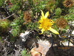 Cullumia setosa