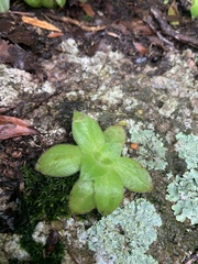 Crassula setulosa jenkinsii