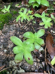 Crassula setulosa jenkinsii